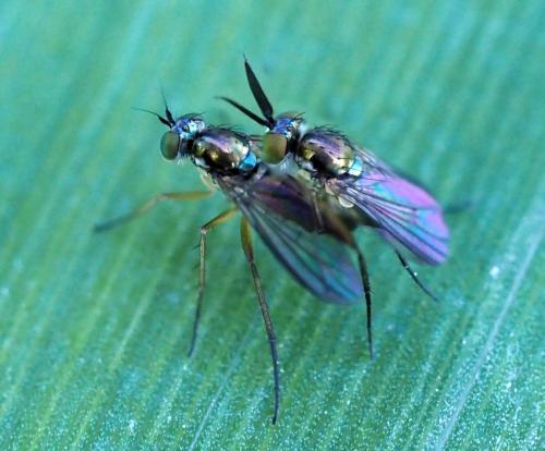 Rhaphium sp.